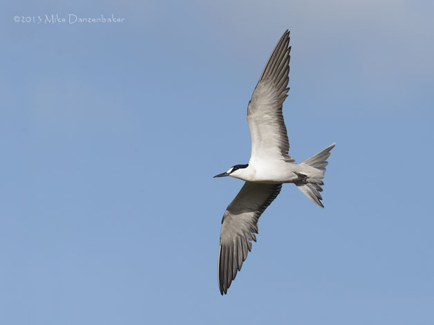 Sooty Tern (Onychoprion fuscatus) photo