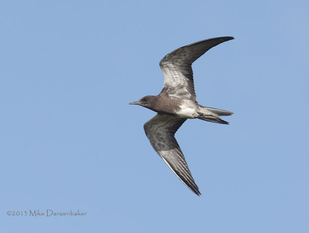 Sooty Tern (Onychoprion fuscatus) photo