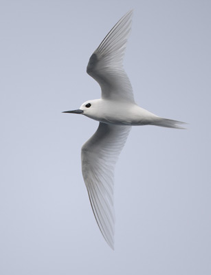 Common White-Tern (Gygis alba) photo