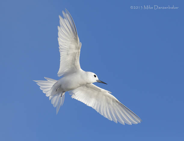 White Tern (Gygis alba) photo