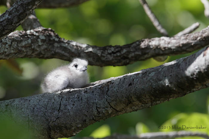 White Tern (Gygis alba) photo