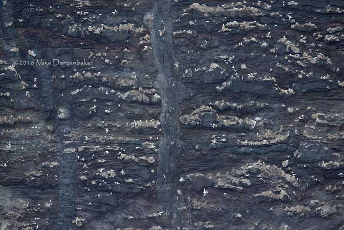 White Tern (Gygis alba) photo