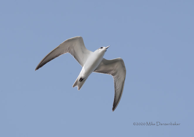 Whiskered Tern (Chlidonias hybrida) photo