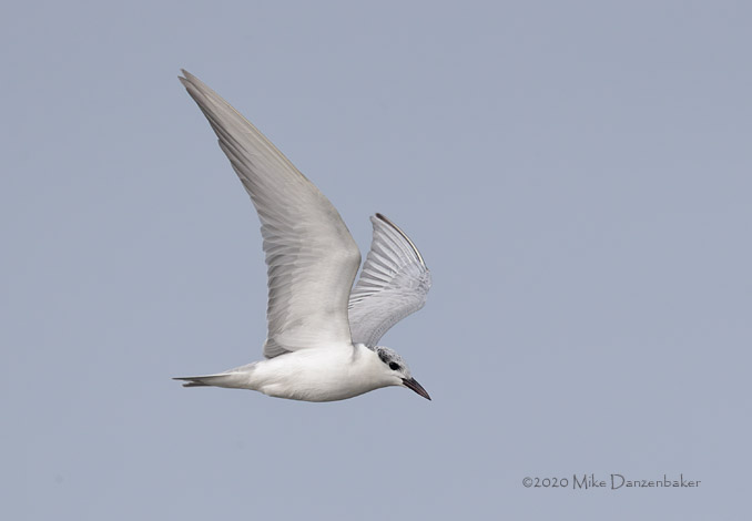 Whiskered Tern (Chlidonias hybrida) photo