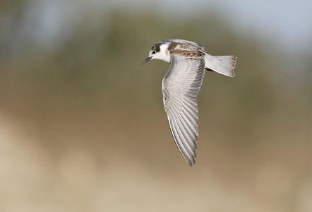 Whiskered Tern (Chlidonias hybridus) photo