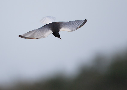 White-winged Tern (Chlidonias leucopterus) photo