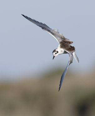 White-winged Tern (Chlidonias leucopterus) photo
