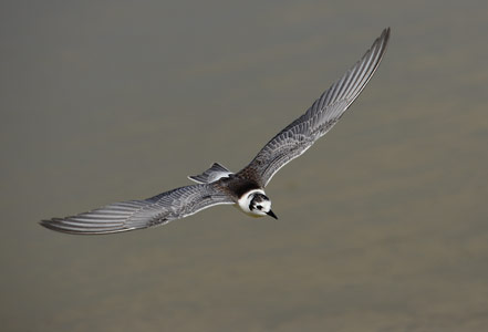White-winged Tern (Chlidonias leucopterus) photo