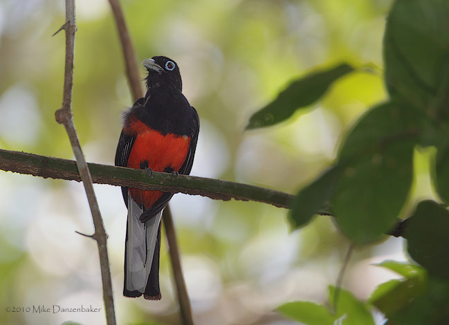 Baird's Trogon (Trogon bairdii) photo