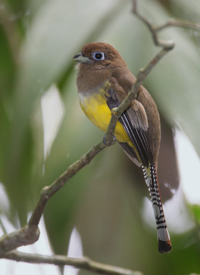Black-throated Trogon (Trogon rufus) photo