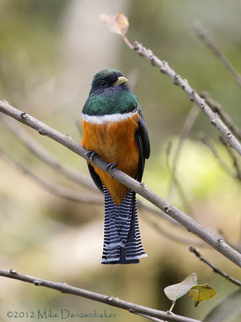 Collared Trogon (Trogon collaris) photo
