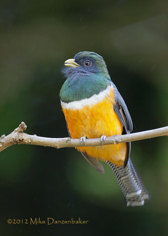 Collared Trogon (Trogon collaris) photo