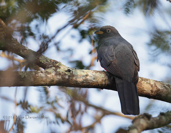 Ecuadorian Trogon (Trogon mesurus) photo