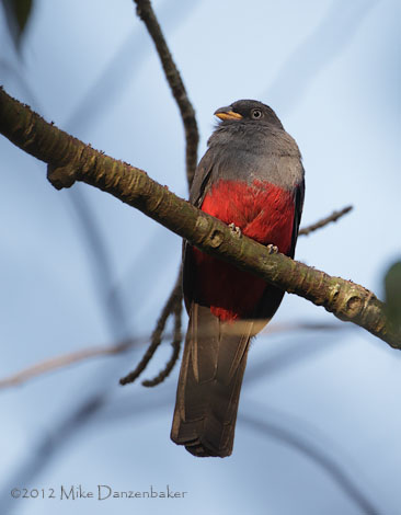 Ecuadorian Trogon (Trogon mesurus) photo
