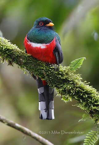 Masked Trogon (Trogon personatus) photo