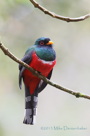 Masked Trogon (Trogon personatus) photo