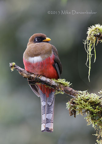 Masked Trogon (Trogon personatus) photo