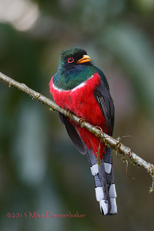 Masked Trogon (Trogon personatus) photo