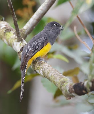 Violaceous Trogon (Trogon violaceus) photo