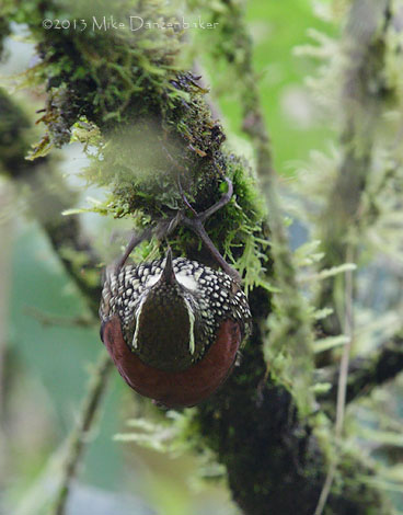 Pearled Treerunner (Margarornis squamiger) photo