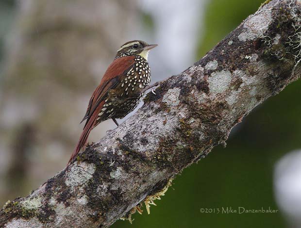 Pearled Treerunner (Margarornis squamiger) photo