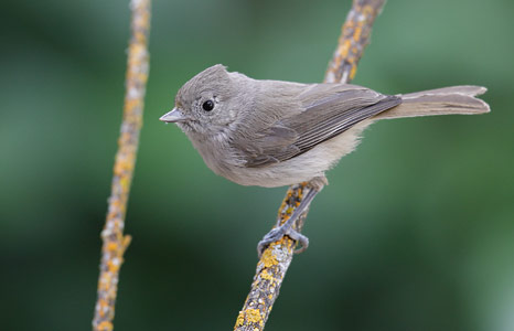 Oak Titmouse (Baeolophus inornatus) photo