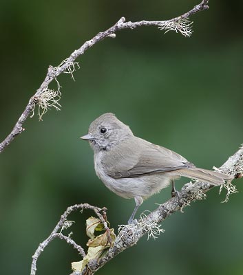 Oak Titmouse (Baeolophus inornatus) photo