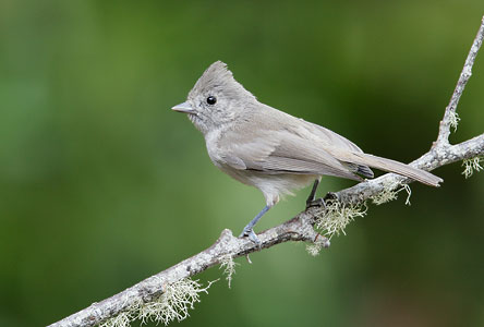 Oak Titmouse (Baeolophus inornatus) photo
