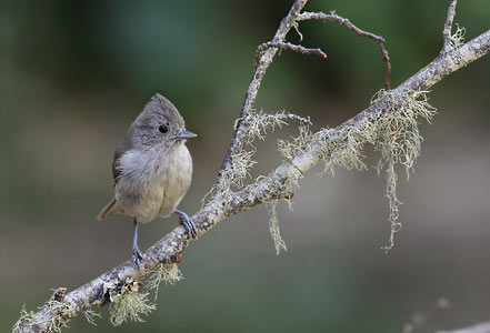 Oak Titmouse (Baeolophus inornatus) photo