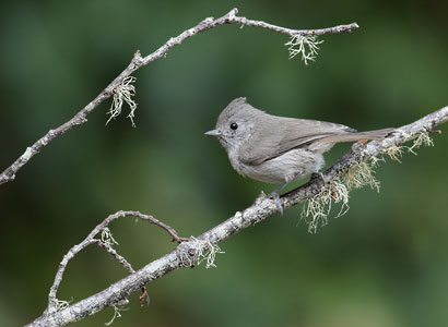 Oak Titmouse (Baeolophus inornatus) photo
