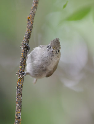 Oak Titmouse (Baeolophus inornatus) photo