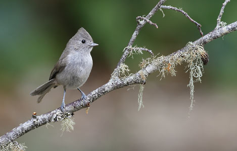 Oak Titmouse (Baeolophus inornatus) photo