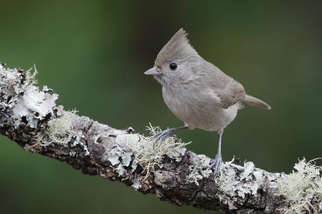 Oak Titmouse (Baeolophus inornatus) photo