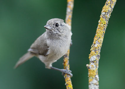 Oak Titmouse (Baeolophus inornatus) photo