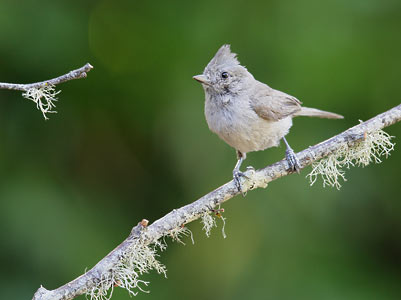 Oak Titmouse (Baeolophus inornatus) photo