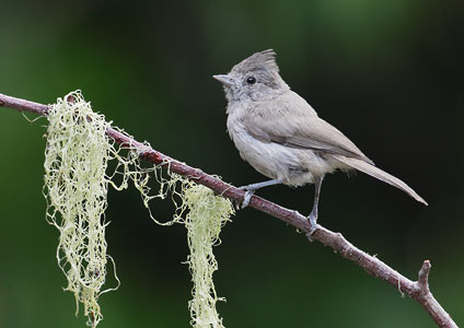 Oak Titmouse (Baeolophus inornatus) photo