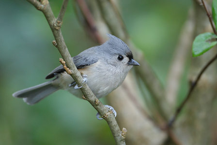 Tufted Titmouse (Baeolophus bicolor) photo