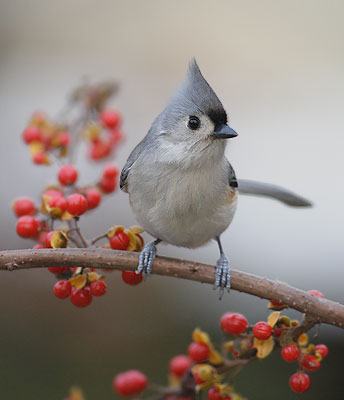 Tufted Titmouse (Baeolophus bicolor) photo