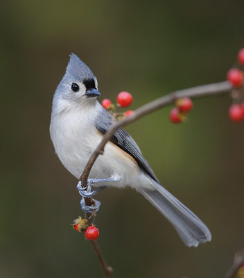 Tufted Titmouse (Baeolophus bicolor) photo
