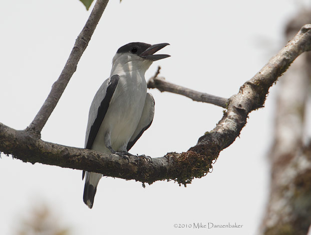 Black-crowned Tityra (Tityra inquisitor) photo