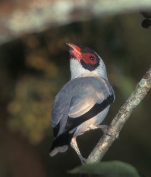 Masked Tityra (Tityra semifasciata) photo image