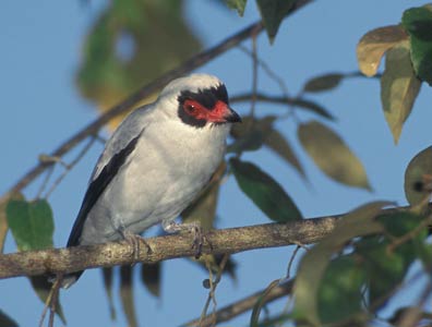 Masked Tityra (Tityra semifasciata) photo image