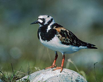 Ruddy Turnstone (Arenaria interpres) photo image