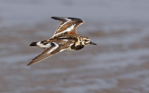 Ruddy Turnstone (Arenaria interpres) photo