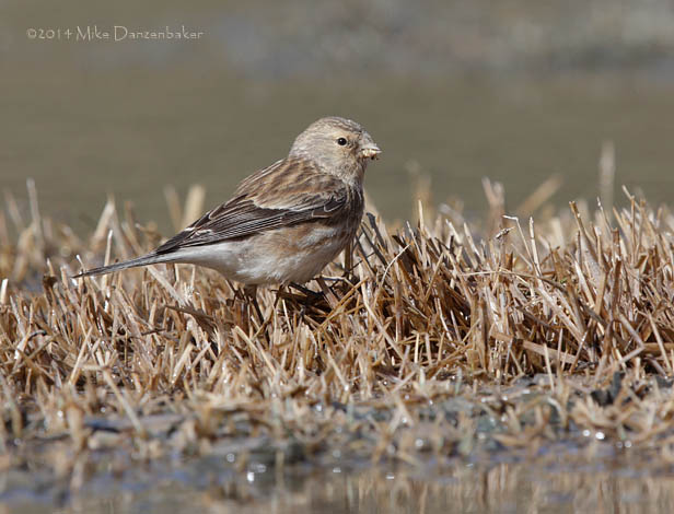 Twite (Carduelis flavirostris) photo