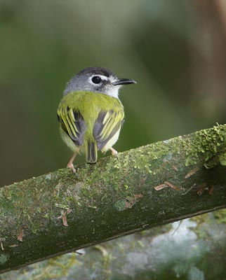 Black-capped Pygmt-Tyrant (Myiornis atricapillus) photo