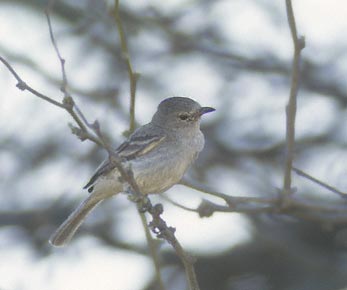 Northern Beardless Tyrannulet (Camptostoma imberbe) photo image