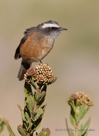 D'Orbigny's Chat-Tyrant (Ochthoeca oenanthoides) photo