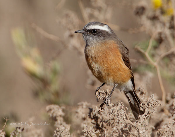 D'Orbigny's Chat-Tyrant (Ochthoeca oenanthoides) photo
