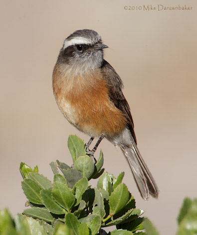 D'Orbigny's Chat-Tyrant (Ochthoeca oenanthoides) photo